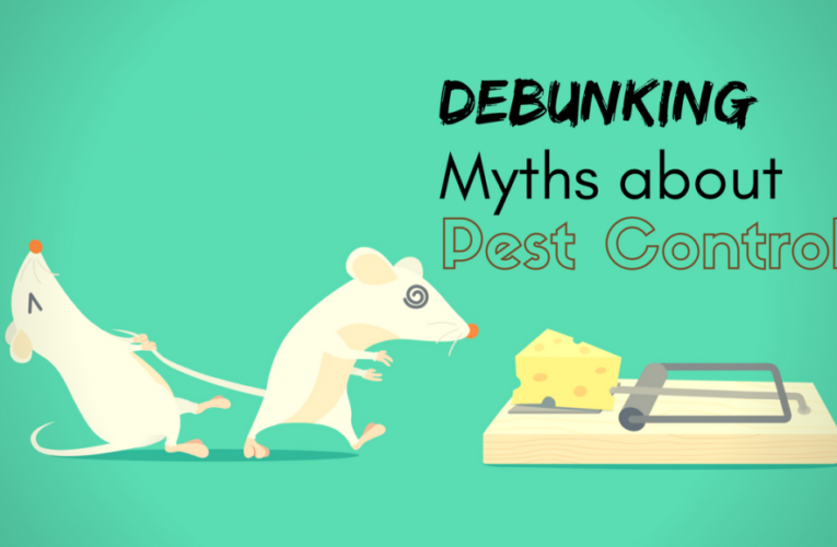 Debunking some of the most common pest control myths