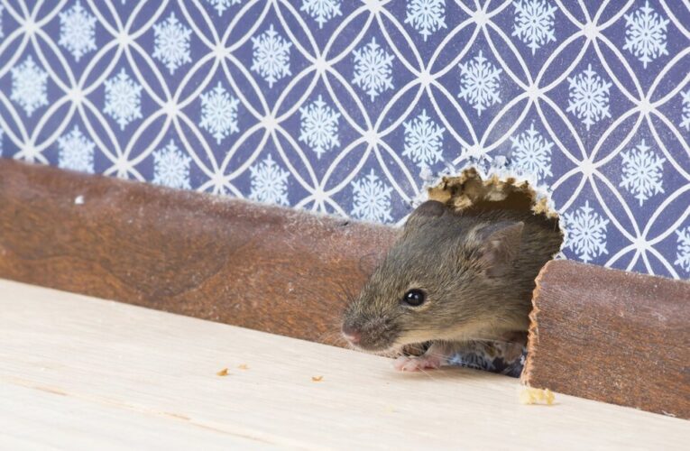 Reasons To Hire The Best Mice Exterminator Services Online