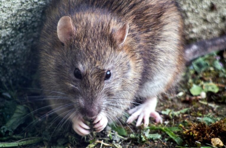 What to Think About When Selecting a Rodent Control Company