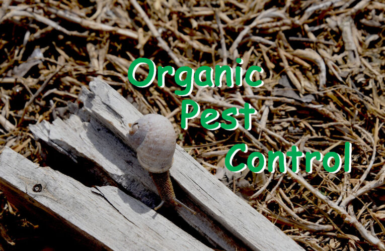 3 Effective Tips On Selecting a Pest Control Service