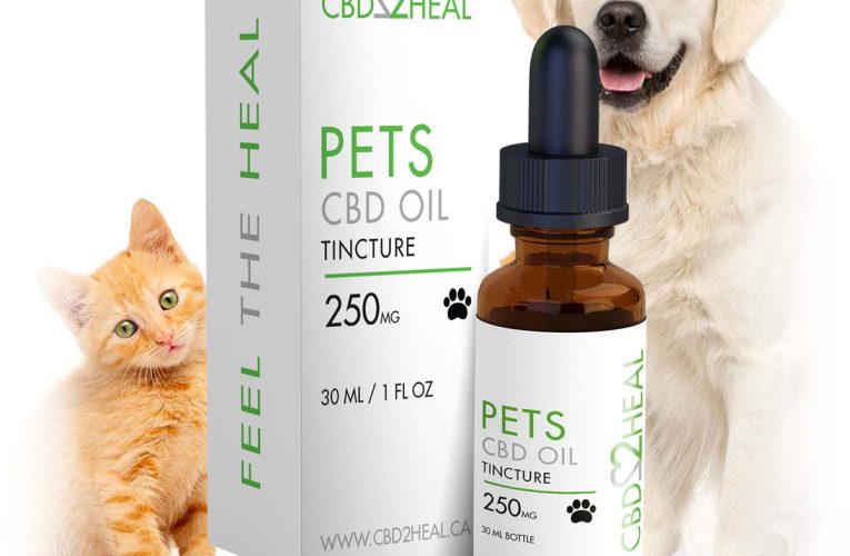 CBD for Dogs – What it is and Where to Buy