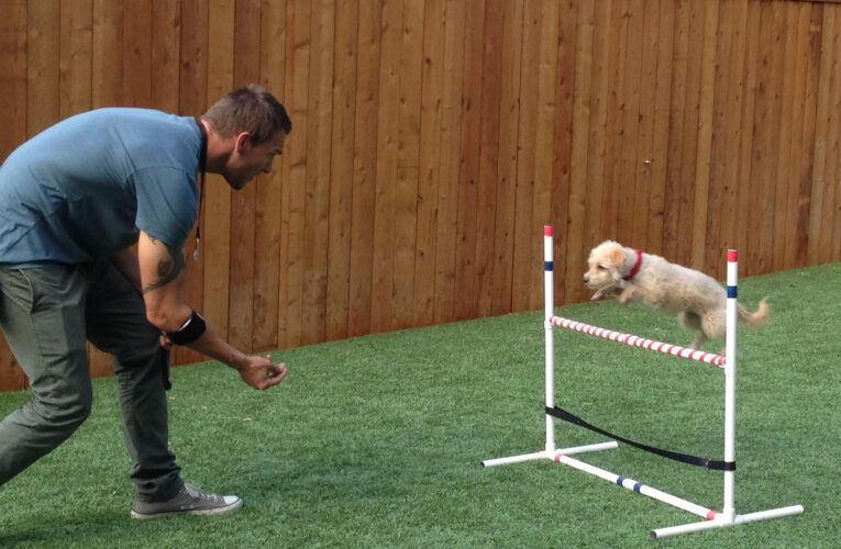 Mastering Obedience: Essential Commands Every Dog Should Know